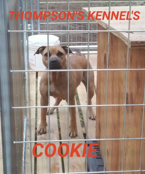 thompson kennels apbt