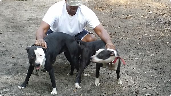 Eli jeep sales pitbulls
