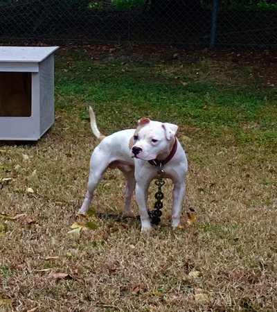 Online Pedigrees 458999 Southern Comfort Kennels Whitey
