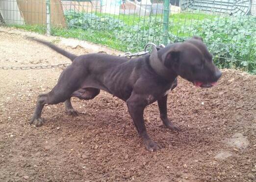 Opini n Caracteristicas Perros Spike American Pit Bull Terrier Opini n Caracteristicas Perros Spike American Pit Bull Terrier