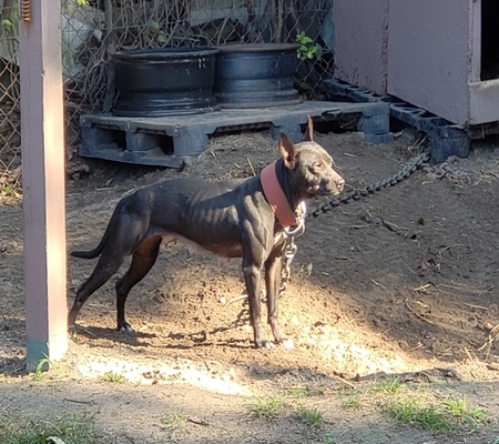 thompson kennels apbt