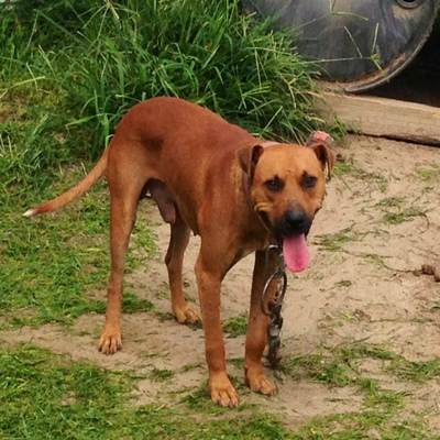 Online Pedigrees 461126 Southern Comfort Kennels Rick