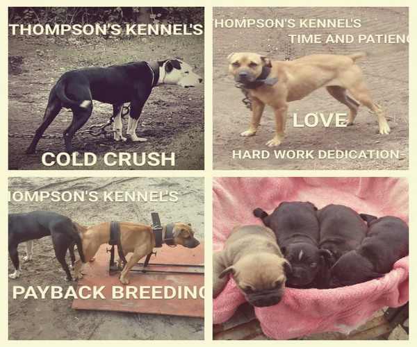 thompson kennels apbt