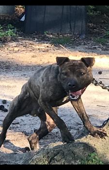 Boudreaux apbt sales
