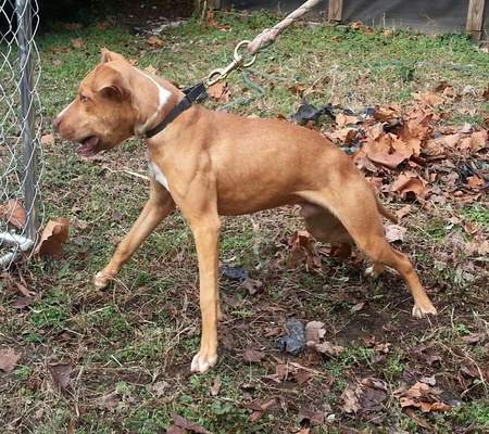 Online Pedigrees 480859 Small Change Kennel S Major
