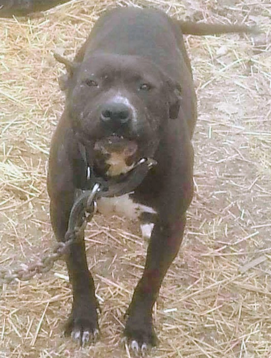 ONLINE PEDIGREES :: [481154] :: TWELVE 2!/ATM KENNELS COYOTE