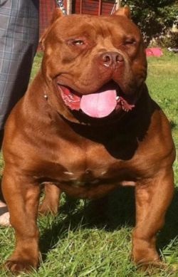 Red lion pitbull steroid