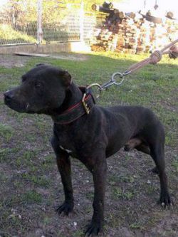 ONLINE PEDIGREES :: [497586] :: GOLDEN KING'S KID (6XW) DOY