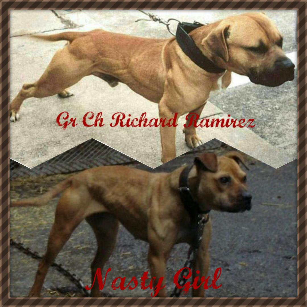 ONLINE PEDIGREES [503427] GR CH RICHARD RAMIREZ/NASTY GIRL