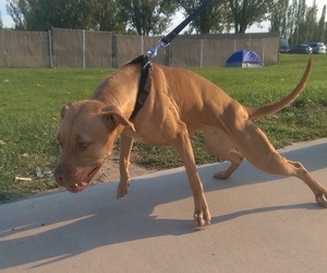 Machobuck puppies for best sale sale