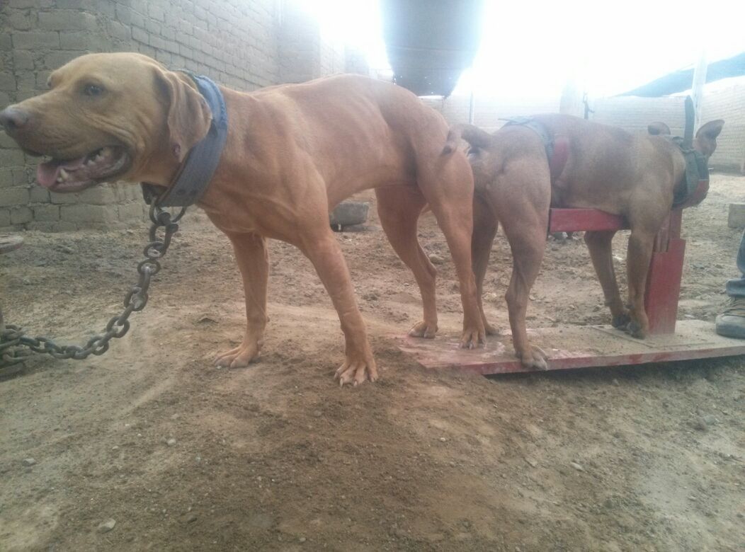 ONLINE PEDIGREES [505400] ELITE GAMEDOGS/DK & HUARAZ KENNELS