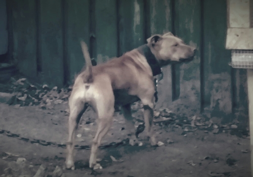 thompson kennels apbt