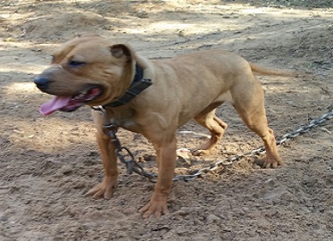 H deals town kennels