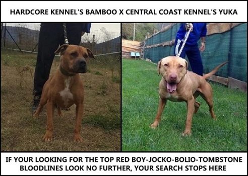 Central Coast Kennels 2025