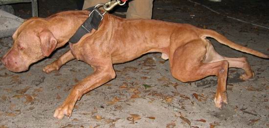 Machobuck apbt sales