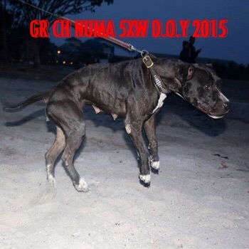 puma online pedigree