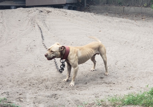 Thompson shop kennels apbt