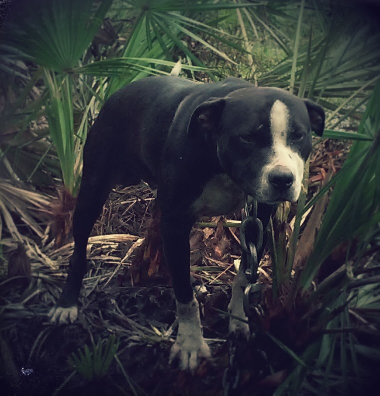 online pedigrees 521383 meet your maker kennel mamas boy online pedigree maker