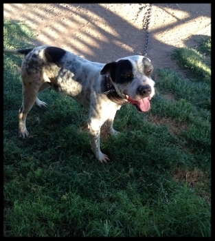 Cardenas sales pitbull kennels