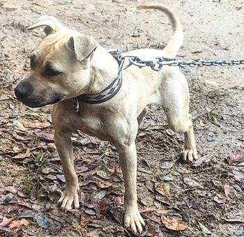 Apbt online shop pedigrees jeep