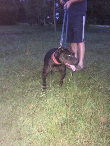 online pedigrees 537471 meet your maker kennels little killer online pedigree maker