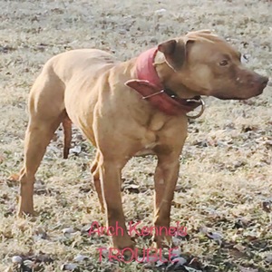 Stoney sales arch kennels