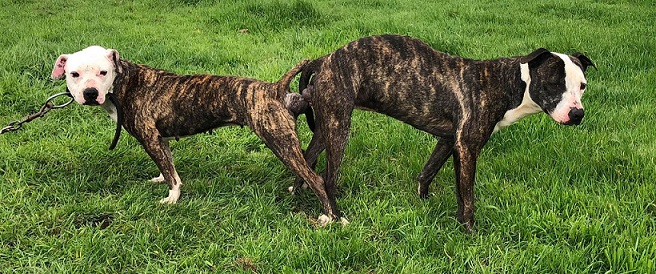 greyhound pedigrees online