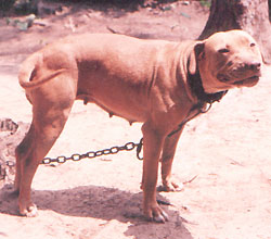 hollingsworth apbt