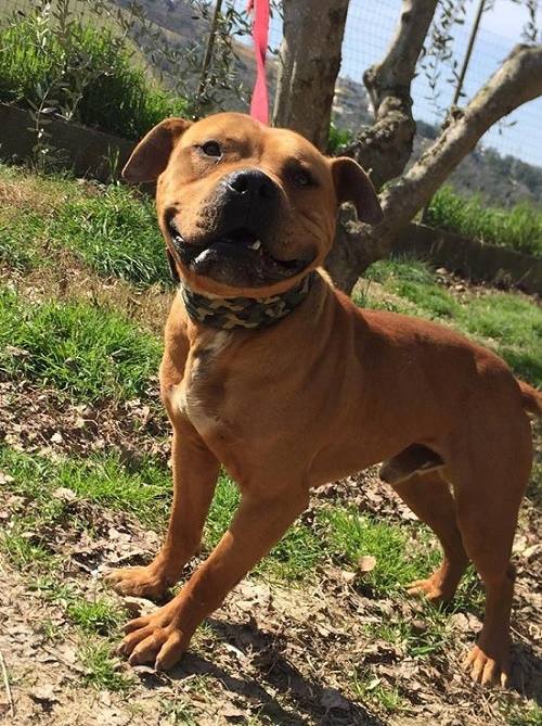 Online Pedigrees ^CENTRAL COAST KENNEL'S TANGO [558133]