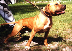 grand champion mayday pitbull