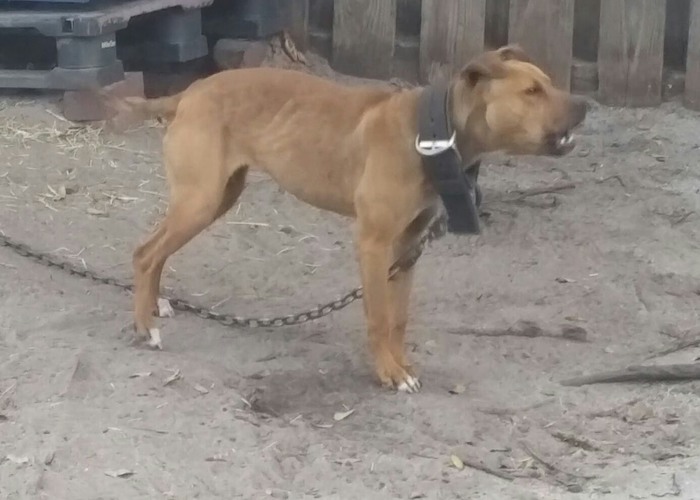 Thompson shop kennels apbt