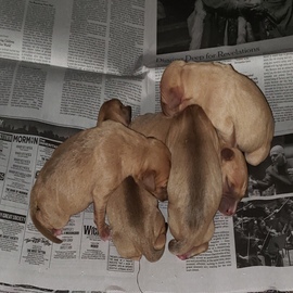 puma online pedigree