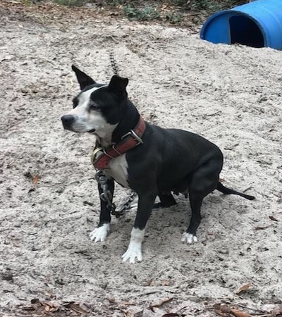 Boyles shop pitbull kennels
