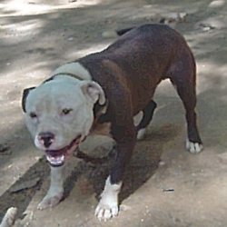 wildside pitbull