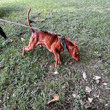 Adba online best sale pedigree