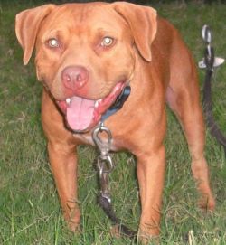 Machobuck apbt deals