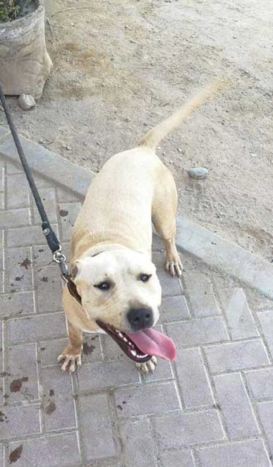 m&a labrador kennels