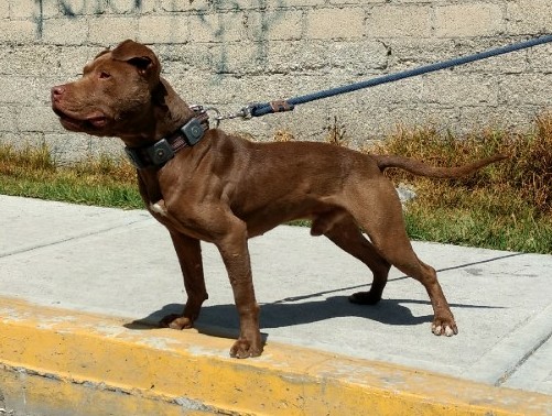 apbt peds online