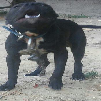 Eppinette kennels on sale dogs for sale
