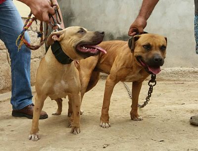 Southern shop kennels apbt