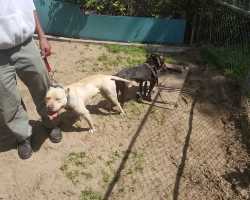 thompson kennels apbt