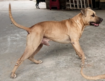 ONLINE PEDIGREES 614942 RAMBO JEEP