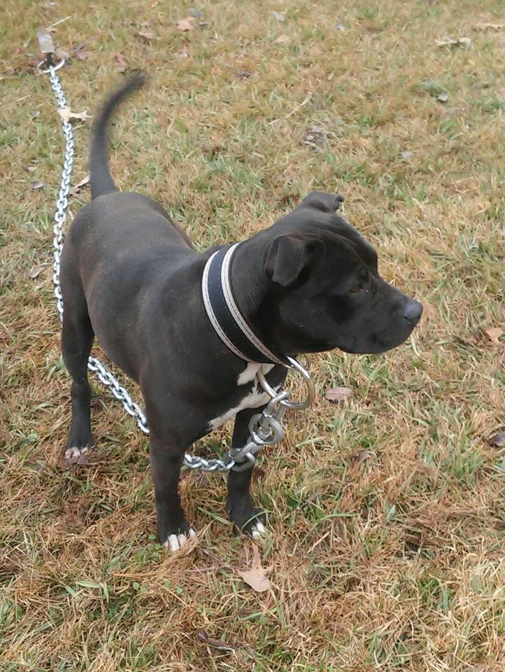 Eppinette kennels sales apbt