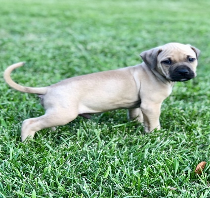 Online Pedigrees 634238 Southern Comfort Kennels Ol Yella
