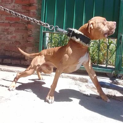 hill's science diet puppy 30 lb