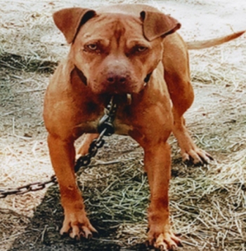 Hollingsworth apbt sale