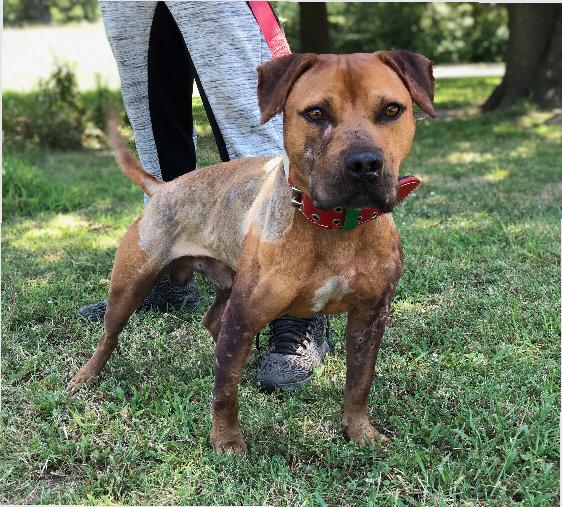 grand champion mayday pitbull