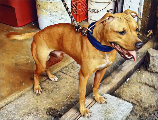Apbt online shop pedigrees jeep
