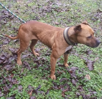Apbt pedigrees online barracuda cheap