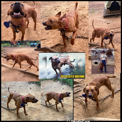 Nigerino clearance pitbull kennels